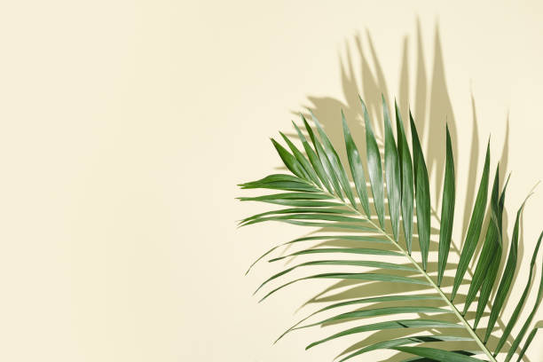 istock Natural green palm leaf with sun shade on light yellow. Summer minimal concept, beautiful daylight 1314899736