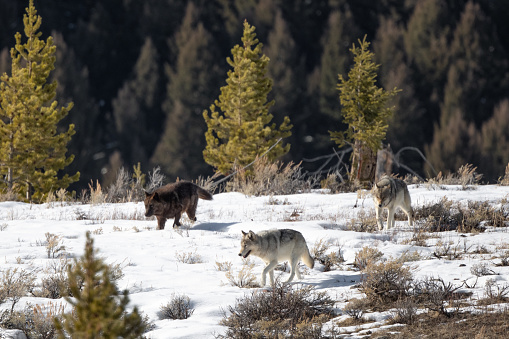 Three Gray wolves of various colors of the Yellowstone Wapiti pack moving fast in the snow in late March. Once gone from Yellowstone, 41 wild wolves from Canada and NW Montana were released in Yellowstone in 1995-1997. Wolves are highly social and live in packs. This photo was captured near the Tower Junction on the western edge of Lamar Valley. Nearest communities are Mammoth Hot Springs, and Gardiner and Cooke City, Montana. Yellowstone National Park is in Wyoming and Montana in western USA.
