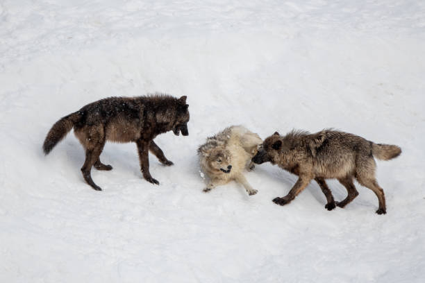 istock Three Wolves of the Yellowstone Wapiti pack playing / fighting 1314901312