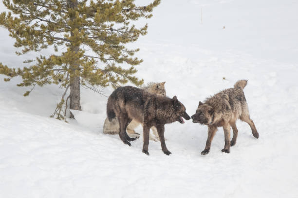 istock Three Wolves of the Yellowstone Wapiti pack playing / fighting 1314901319