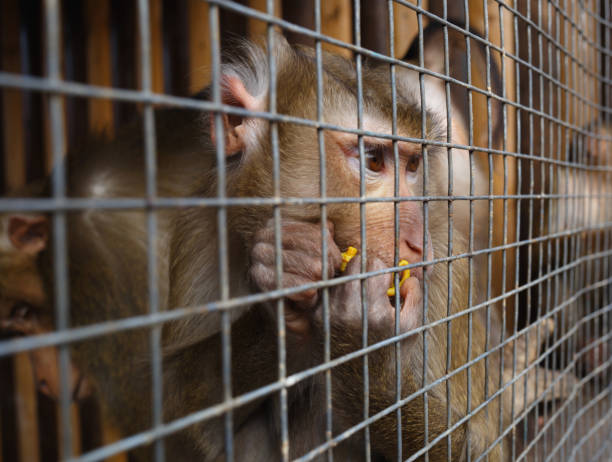 istock portrait of a sad monkey in a cage 1314901373