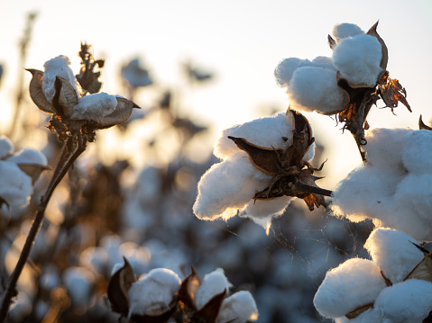 Horizontal closeup photo of cotton plants growing in an agricultural field near Moree, NSW