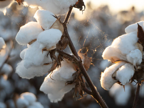 istock Cotton Plants Ready For Harvest 1314902345