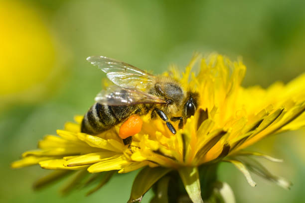 istock Honey bee close up on dandelion flower 1314902437