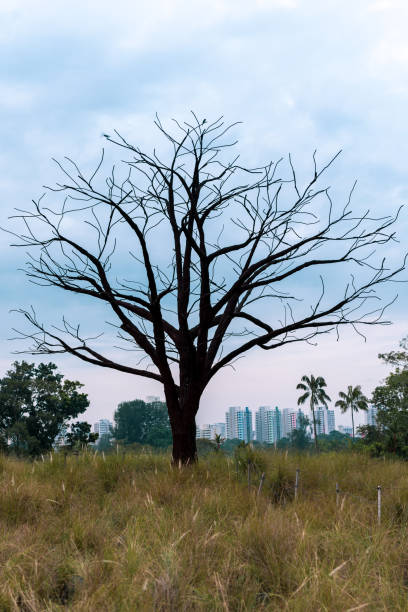 A solitary tree is standing in the field lonely with Setaria viridis