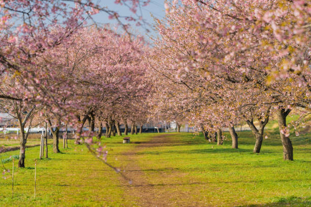 istock Cherry blossoms at the park in Sakado in spring 1314902505