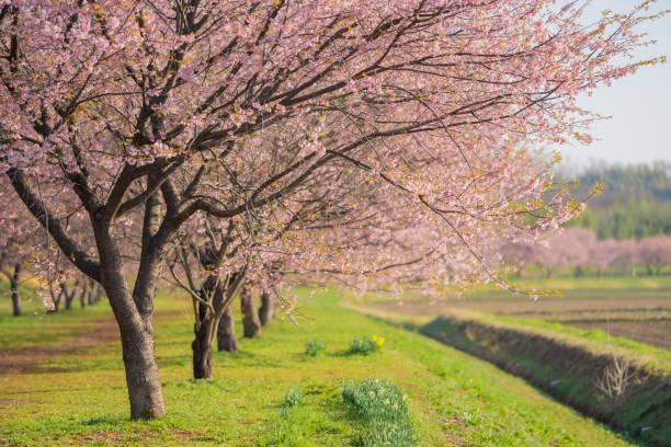 istock Cherry blossoms at the park in Sakado in spring 1314902536