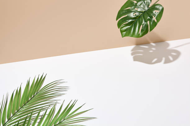 istock Side view green tropical palm leaf. Still life with sunlight and harsh shadow. White empty table and beige wall. Minimal summer concept with monstera palm leaf and shadow. Beige wall background. 1314903358