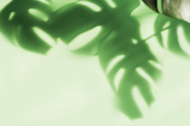 istock Shadow of tropical green leave on color background with copy space, Top view 1314904638