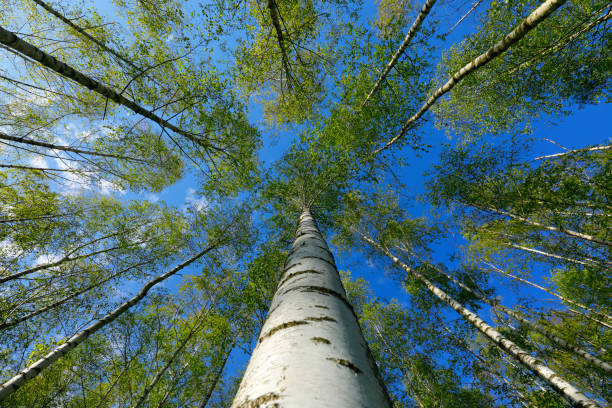 istock Birch tree forest at the city forest of Cologne, Germany 1314904760