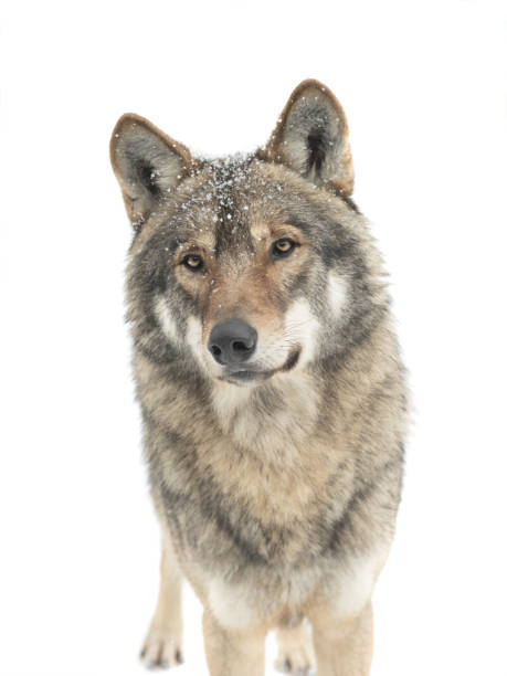 portrait of gray wolf with snowflakes on wool isolated on white portrait of gray wolf with snowflakes on wool isolated on white background wolf snout pictures stock pictures, royalty-free photos & images
