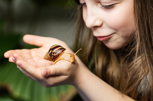 Little girl looking at snail achatina on her hands. Exotic pet. Concept of exploring the world and exploring wildlife