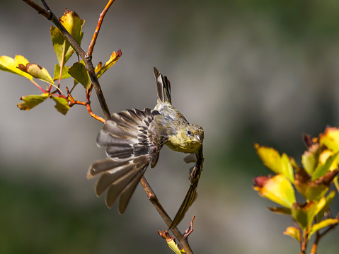 A songbird flying. Summer day in the Willamette Valley of Oregon. Has a soft, defocused background.