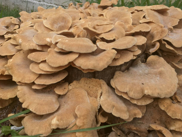 istock bondarzewiaceae fungi brown mushrooms located on a tree trunk 1314907375