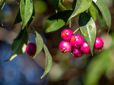 Closeup photo of vibrant pink ripe Lilly Pilly berries and leaves growing on a tree in country NSW