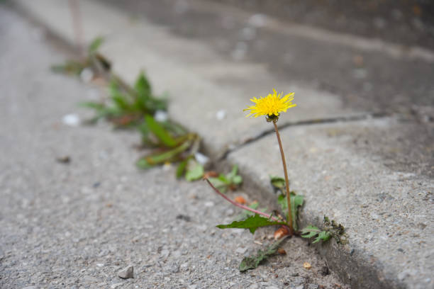 istock Dandelion flower growing between asphalt and curbs 1314908524