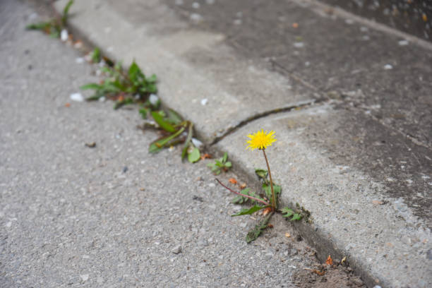 istock Dandelion flower growing between asphalt and curbs 1314908541