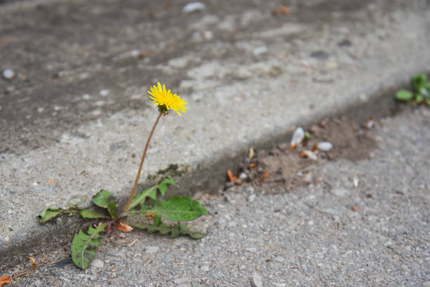 istock Dandelion flower growing between asphalt and curbs 1314908570
