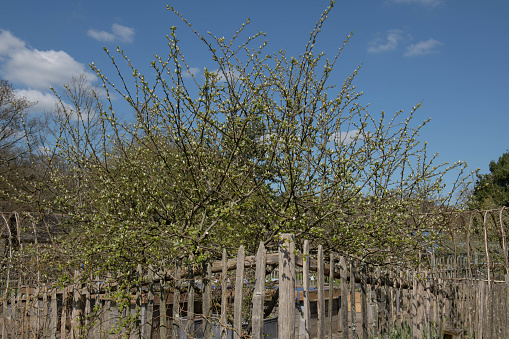 Cydonia oblonga is a Deciduous Tree with White Flowers in Spring followed by Edible Pear Shaped Fruit