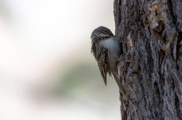 The treecreepers Certhiidae The treecreepers are a family, Certhiidae, of small passerine birds, widespread in wooded regions of the Northern Hemisphere and sub-Saharan Africa. certhiidae stock pictures, royalty-free photos & images