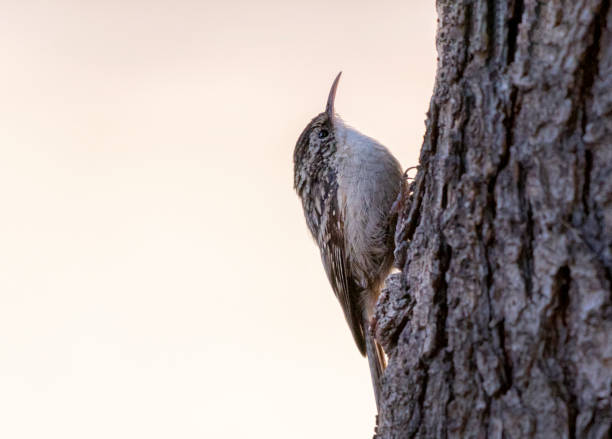 The treecreepers Certhiidae The treecreepers are a family, Certhiidae, of small passerine birds, widespread in wooded regions of the Northern Hemisphere and sub-Saharan Africa. certhiidae stock pictures, royalty-free photos & images