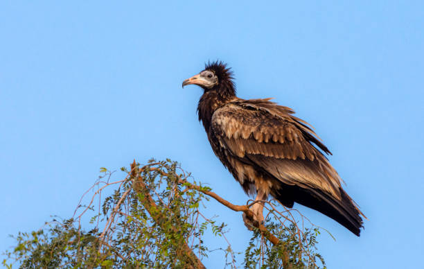 istock The Egyptian vulture, Neophron percnopterus 1314911551