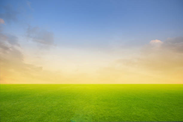 istock Field of green fresh grass on sunset or sunlight. 1314912375