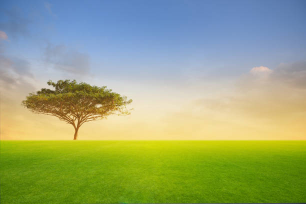 istock Green tree in green field on sunset or sunlight. 1314912378