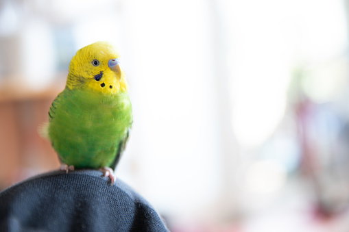 Young bugdie relaxing on owner's knee