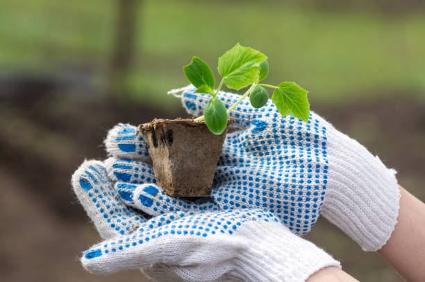 istock Small plant of cucumber 1314913660