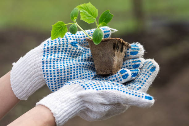 istock Small plant of cucumber 1314913676