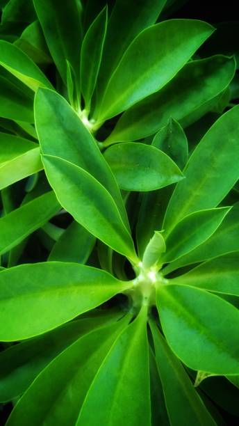 istock Beautiful green leaves from the tree 1314913813