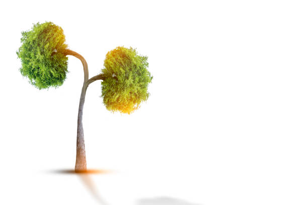 istock Trees (kidneys), 3D environmental and medical concepts 1314913905
