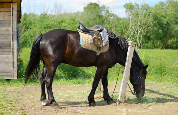 Horse with a old leather saddle is eating the hay next to a hitching post.