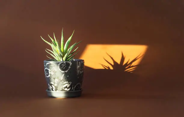 Succulent Plant in pot against a brown background in sunset