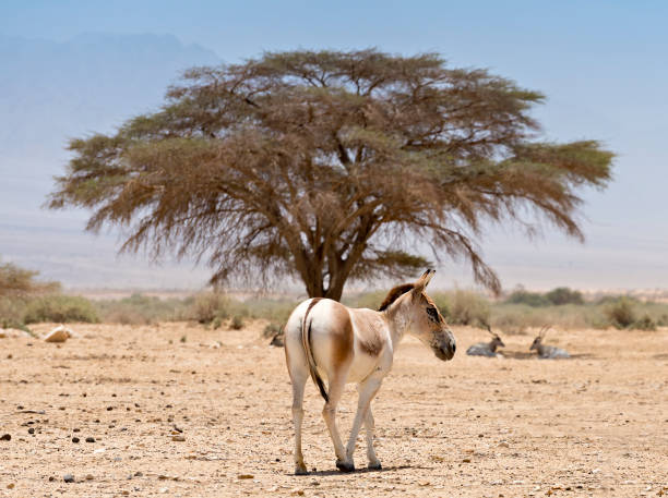 istock Onager is semi-domesticated donkey, Middle East 1314917849