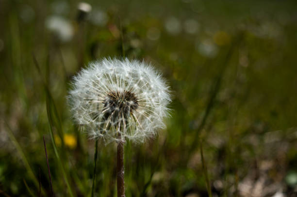 istock Swiss Dandelion flower in bloom 1314917950