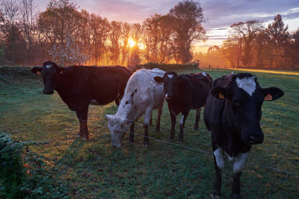 istock Frisian cows grazing at dawn 1314918976