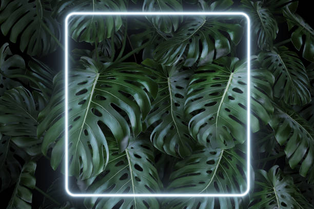 istock Lush foliage monstera leaves background with a square led neon light, 80's retro style 1314921036