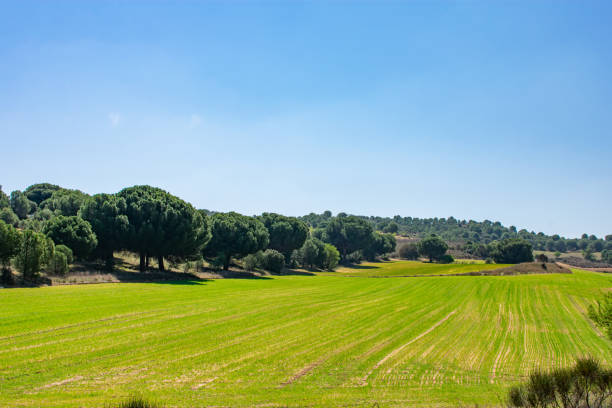a beautiful green and luminous field with blue sky