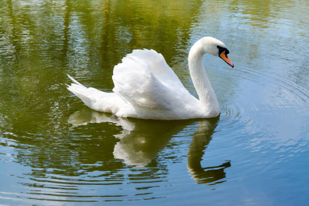 istock swan swims on the lake 1314921276