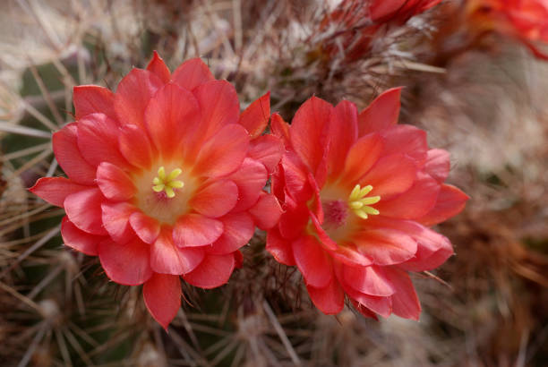 cactus de hérisson - 30061 photos et images de collection