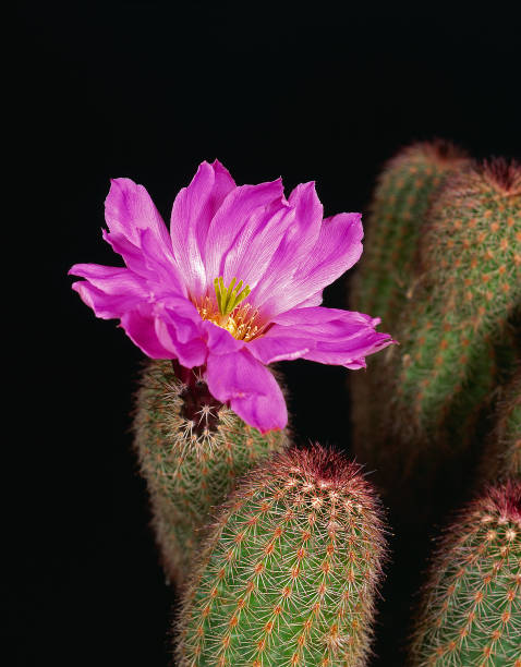 kaktus jeża - cactus hedgehog cactus flower desert zdjęcia i obrazy z banku zdjęć