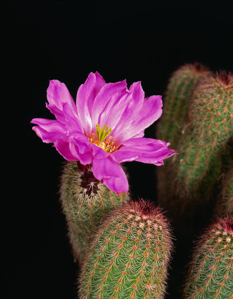 cacto de ouriço - desert cactus flower hedgehog cactus - fotografias e filmes do acervo