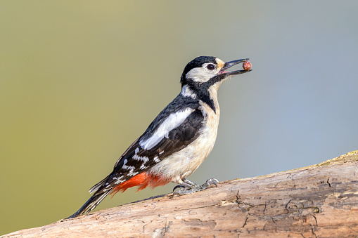 The great spotted woodpecker (Dendrocopos major) is a medium-sized woodpecker with pied black and white plumage and a red patch on the lower belly