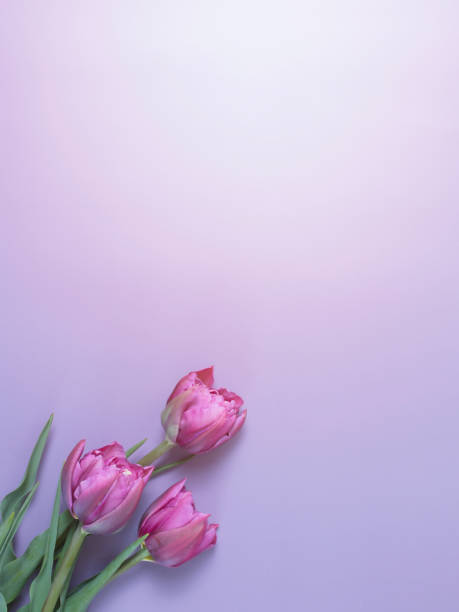 istock Pink tulips on purple background. Greeting card. 1314922377