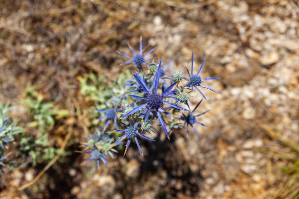 View of the Amethyst eryngo - Latin name - Eryngium amethystinum