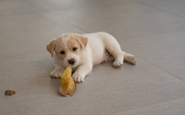 istock The puppy is playing and having fun. 1314923276