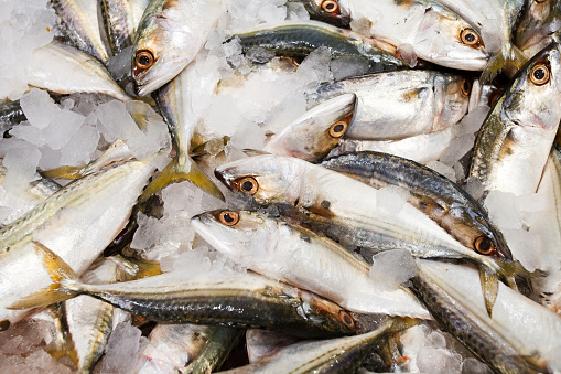 Horse mackerel fish on ice, fresh raw whole chilled, at the fish market, bokeh.