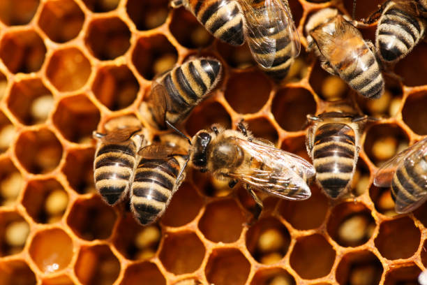 istock Golden honeycomb with bees 1314923743